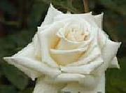 unknow artist Realistic White Rose